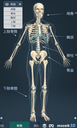 3d人体系统男性 human body male(2)