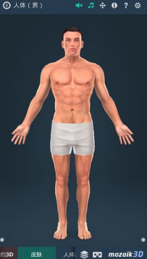 3d人体系统男性 human body male(3)